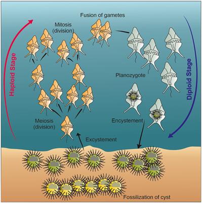 Dinoflagellate cysts as proxies of environmental, ocean and climate changes in the Atlantic realm during the quaternary